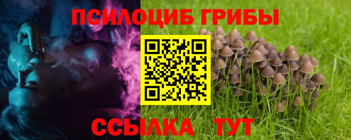 Галлюциногенные грибы Psilocybe Абакан